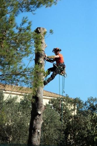 Pat's Tree Service, LLC
