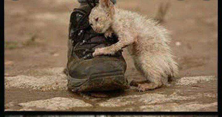 don't forget the animals