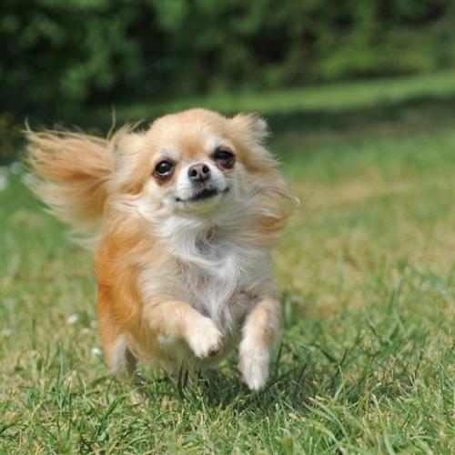 Four Paws Dog Retreat