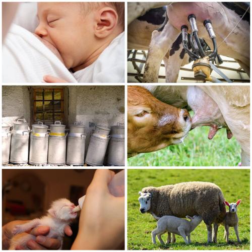 Is melk wel zo goed voor elk?