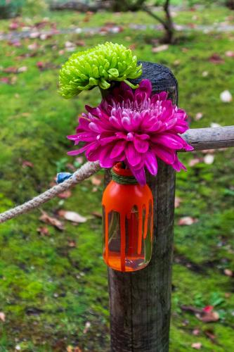 Chrysanten festival!