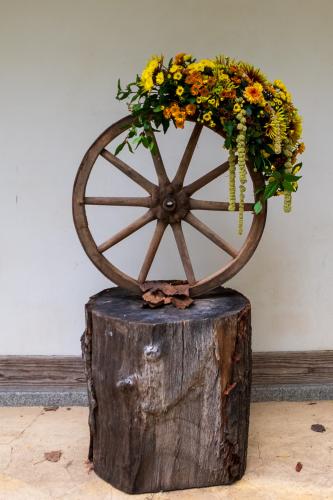 Chrysanten festival!