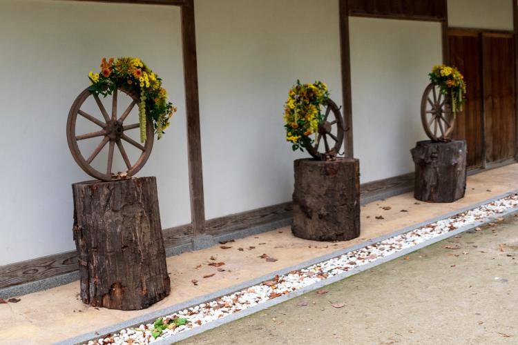 Chrysanten festival!