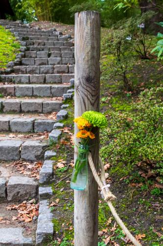 Chrysanten festival!