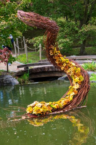 Chrysanten festival!