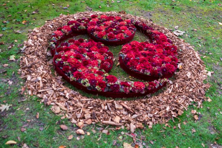 Chrysanten festival!