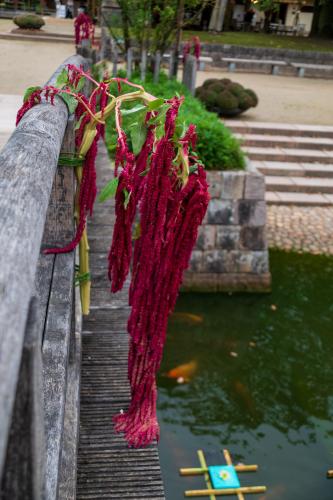 Chrysanten festival!