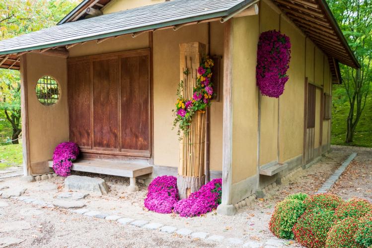 Chrysanten festival!