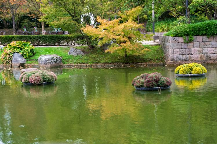 Chrysanten festival!