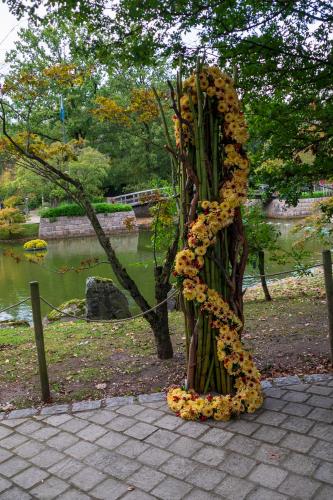 Chrysanten festival!
