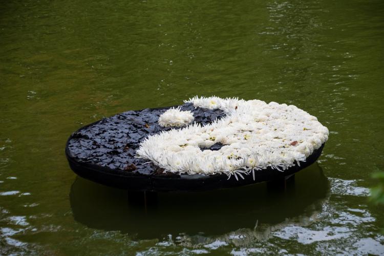 Chrysanten festival!