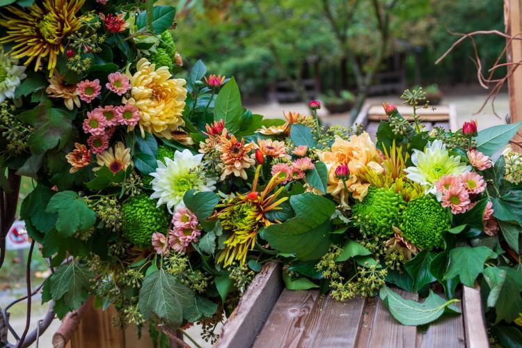 Chrysanten festival!