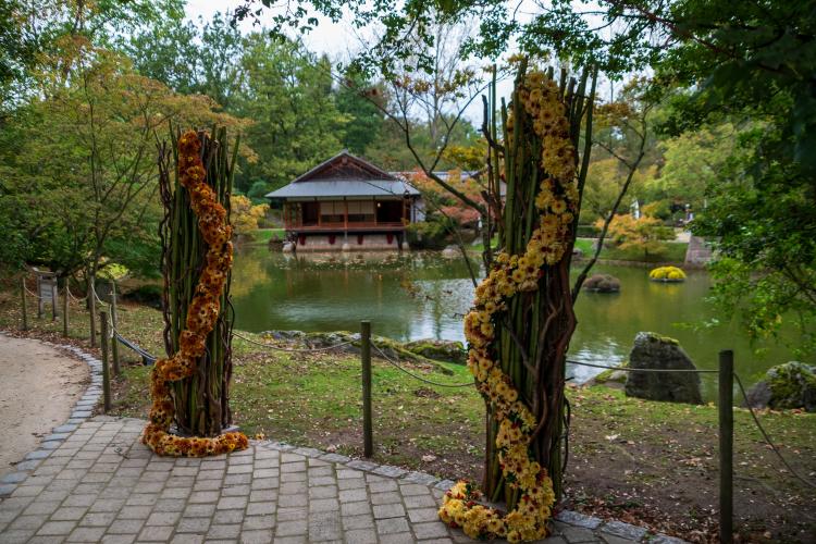 Chrysanten festival!