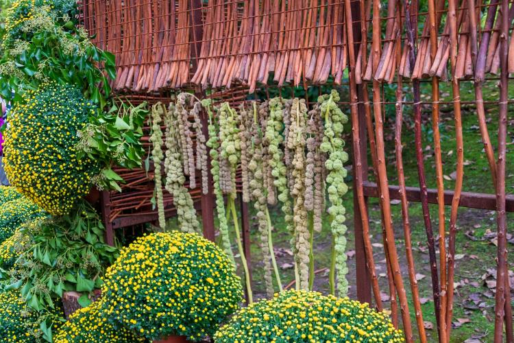 Chrysanten festival!