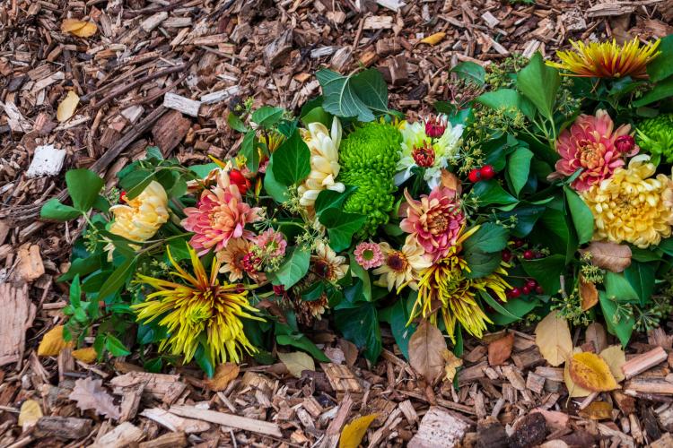 Chrysanten festival!