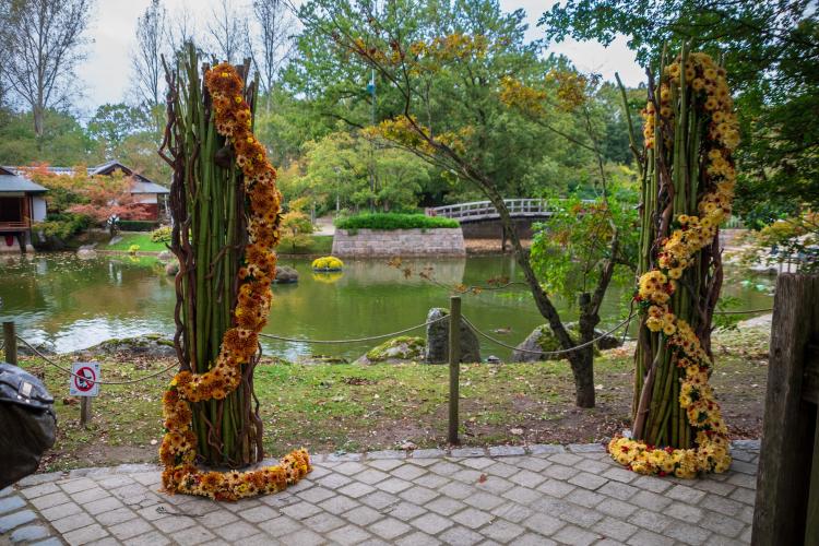 Chrysanten festival!