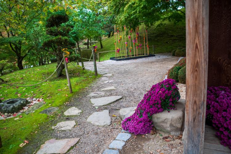 Chrysanten festival!