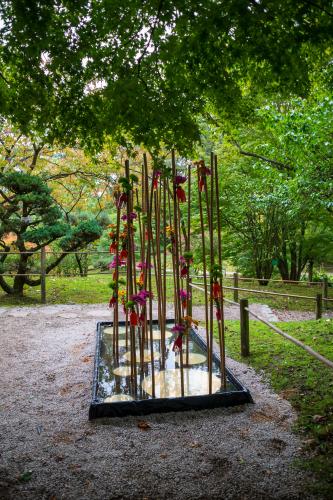 Chrysanten festival!