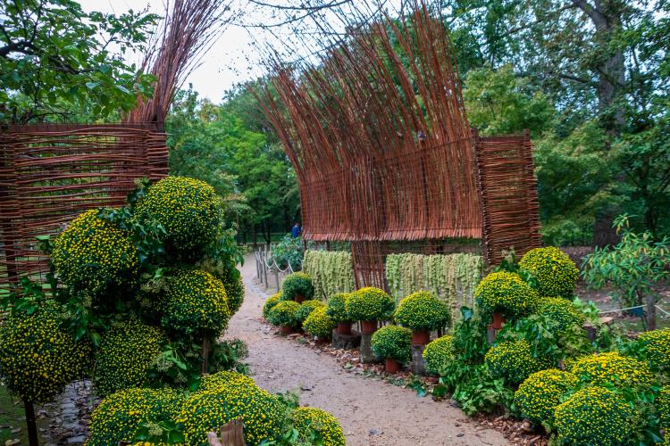 Chrysanten festival!