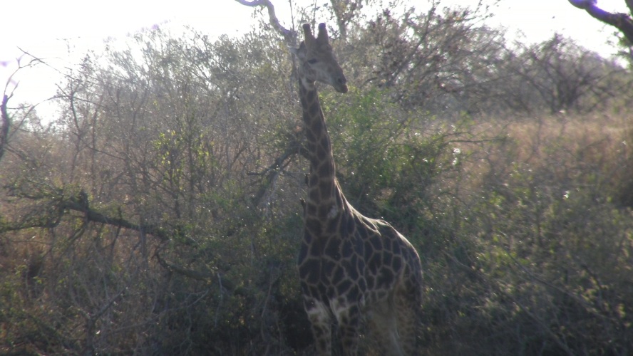 Netgiraf in Kruger National Park.