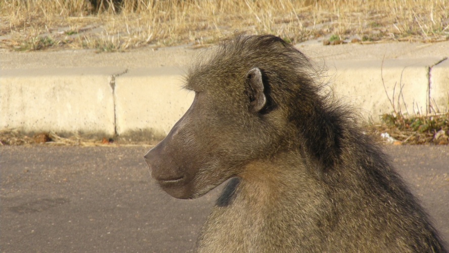 Baviaan in Kruger Nationa Park.