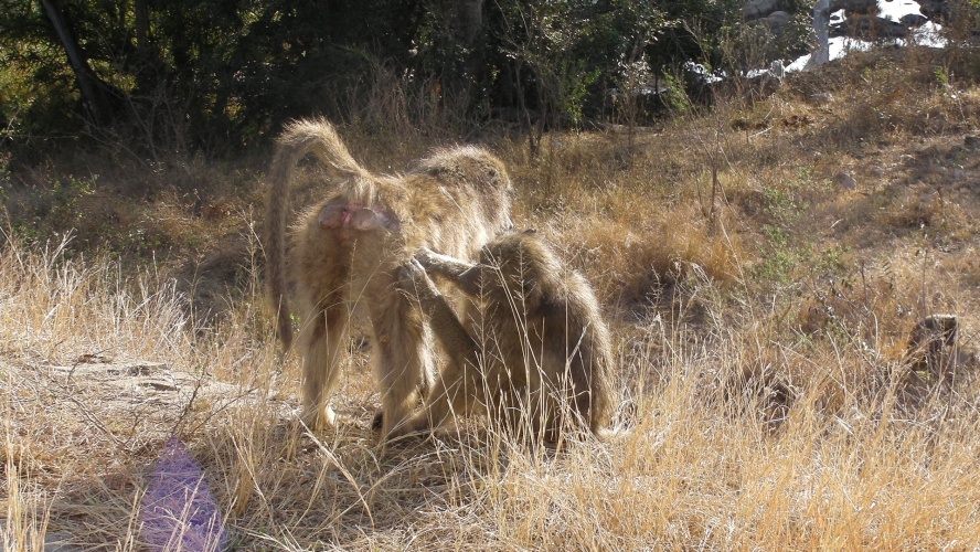 De rust is terug in de troep