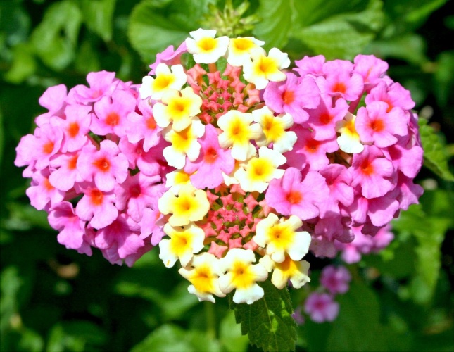 Lantanas