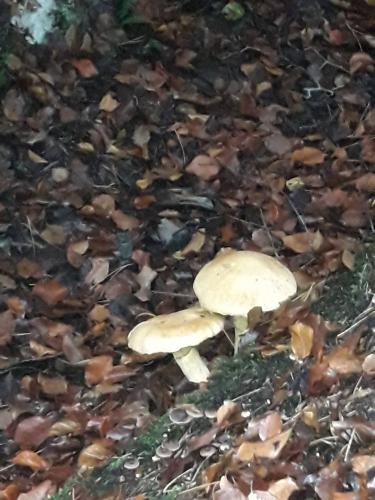 De mooie zichten langs de wandeling