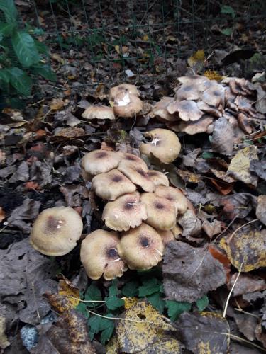De mooie zichten langs de wandeling