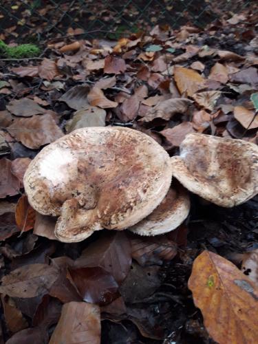 De mooie zichten langs de wandeling