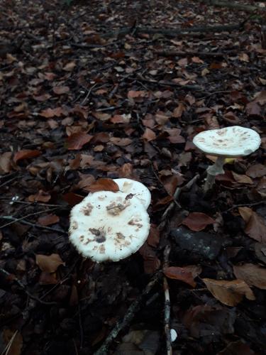 De mooie zichten langs de wandeling