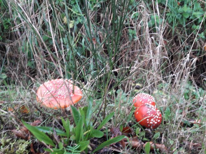 De mooie zichten langs de wandeling