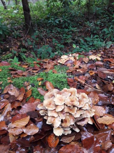 De mooie zichten langs de wandeling
