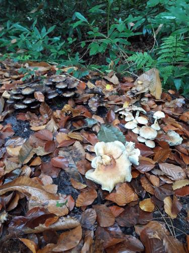 De mooie zichten langs de wandeling