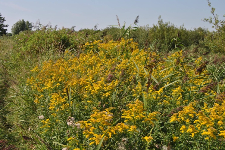 wandeling oeverlanden deel 1
