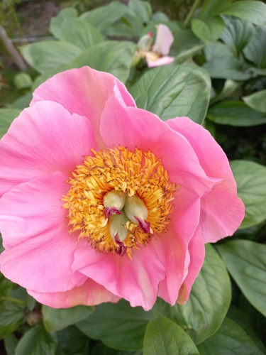 Open Garden Day 2024