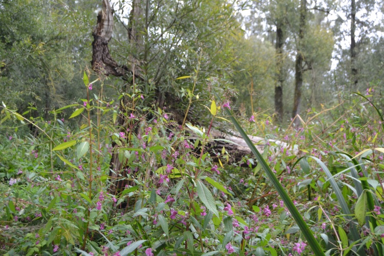 Strolling, string ash