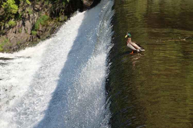 Flight of the.. duck
