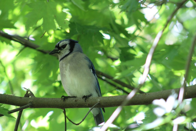 The Blue Jay