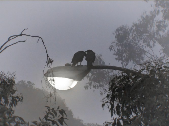 Crows are my spirit animal