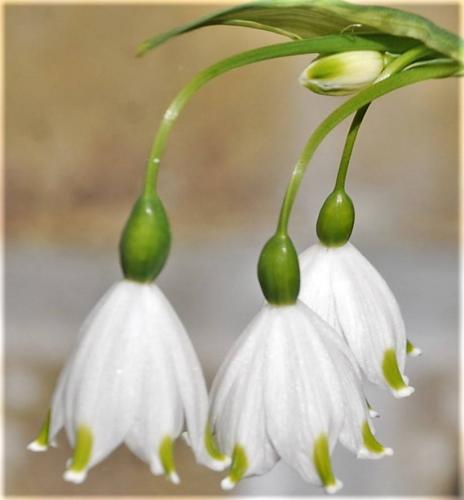 Enjoy in your own garden