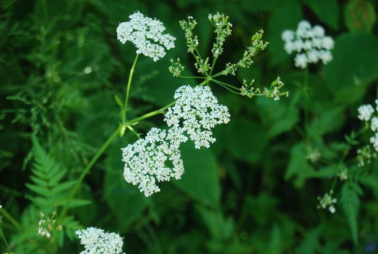 Nostalgie mooi stukje dichtbij huis