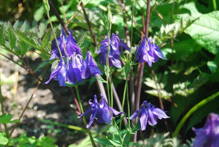 Nostalgie mooi stukje dichtbij huis