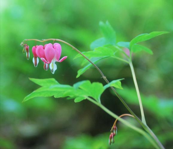 Nostalgie mooi stukje dichtbij huis