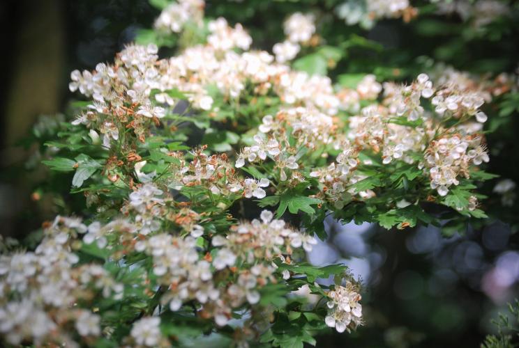 Nostalgie mooi stukje dichtbij huis