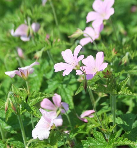 Nostalgie mooi stukje dichtbij huis