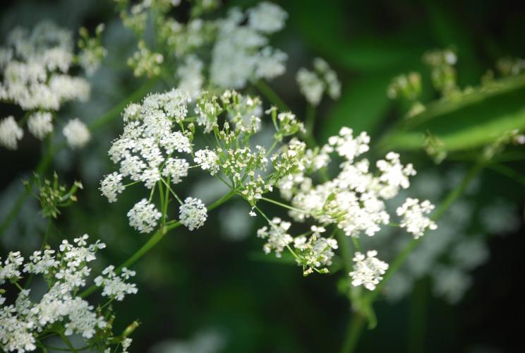Nostalgie mooi stukje dichtbij huis