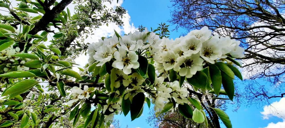 Nostalgie mooi stukje dichtbij huis