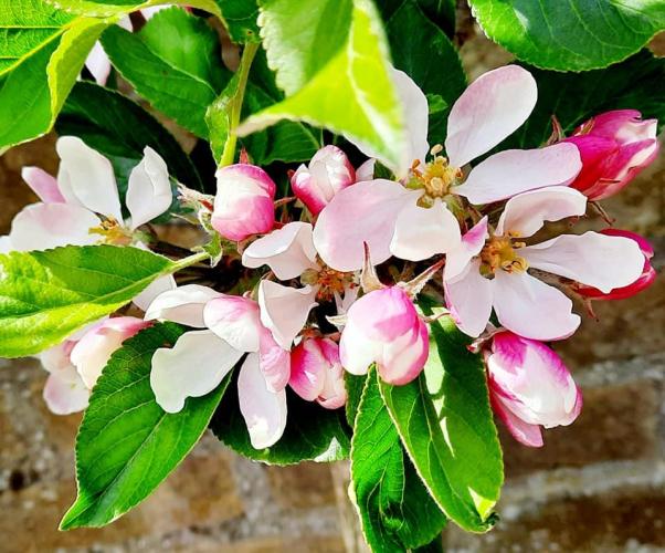 Nostalgie mooi stukje dichtbij huis