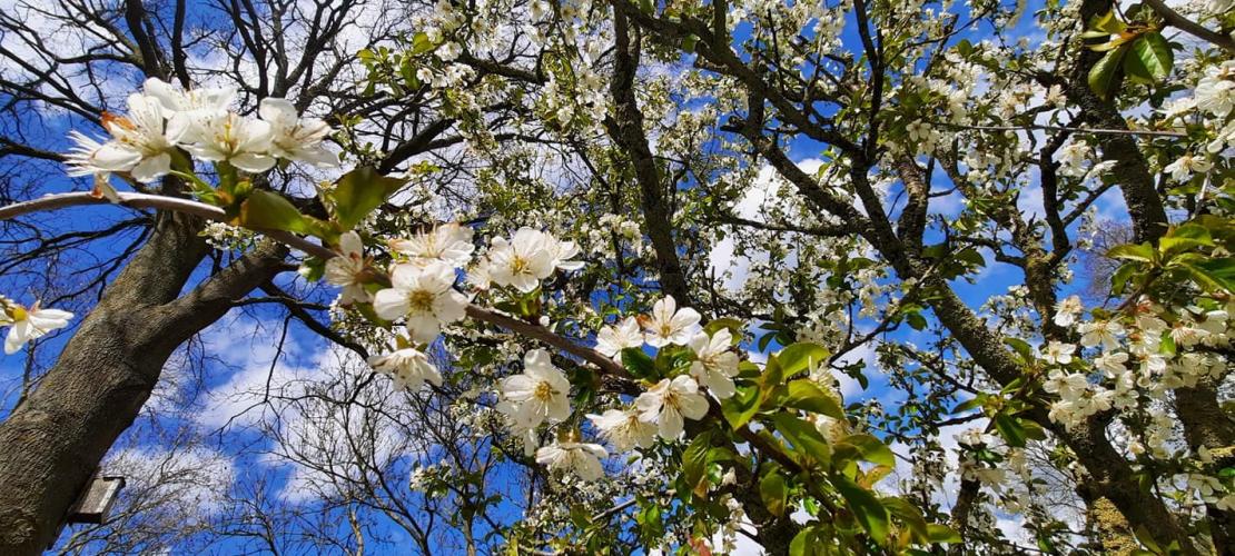 Nostalgie mooi stukje dichtbij huis